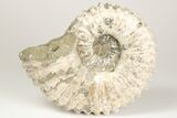Bumpy Ammonite (Douvilleiceras) Fossil - Madagascar #205059-1
